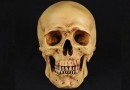 اكتشاف جمجمة قرصان من القرن 16 في بريطانيا
