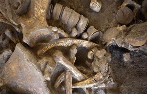 اكتشاف هيكل عظمي لحيوان الماموث يرجع لـ 45 ألف سنة