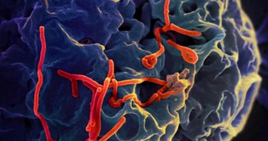 إنتاج لقاح لفيروس الإيبولا