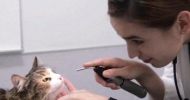 باحثون يدرسون تطبيق علاج للقطط على البشر
