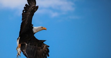 "الطائر الأيقونة" ضحية الصيادين الأمريكيين