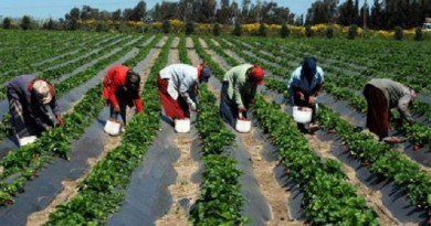 وزير الزراعة يبحث مع سفير أفريقيا الوسطى تدعيم التعاون في المجال الزراعي
