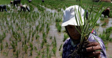 مصر تستعد لرمضان باستيراد 80 ألف طن من الأرز