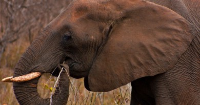 دراسة: "رءوس الأفيال" كانت الوجبة المفضلة للبشر الأوائل