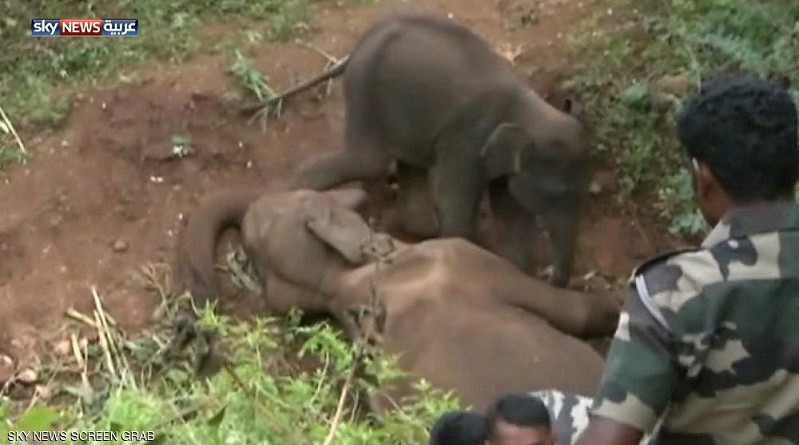 فيل صغير يحمي "جثة أمه"