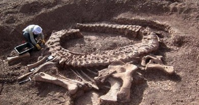 علماء يكتشفون حفرية جديدة لديناصور في الأرجنتين