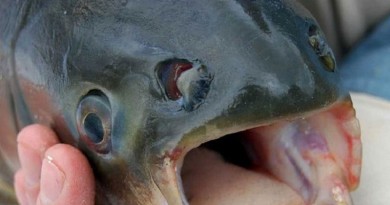 سمكة غريبة بأسنان إنسان تعيش في ميشيغان