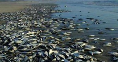 طفيليات قاتلة للأسماك تجبر السلطات على إغلاق نهر يلوستون