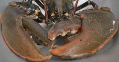 الاتحاد الأوروبي يرفض مقترحًا سويديًا لحظر واردات من أنواع سرطان البحر لأمريكا الشمالية