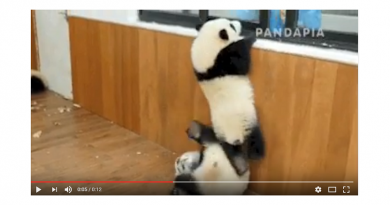 بالفيديو: شاهد الطريقة الغريبة التي تساعد بها هذه الباندا صديقتها