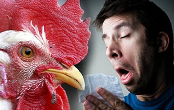 السويد: رصد أول حالة إصابة بالسلالة "إتش.5.إن.8" من أنفلونزا الطيور