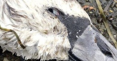وكالة: إعدام 8800 أوزة في ألمانيا بعد ظهور حالات أنفلونزا الطيور