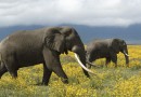 دراسة: الفيلة كائنات تقدس الروابط الاجتماعية مثل البشر