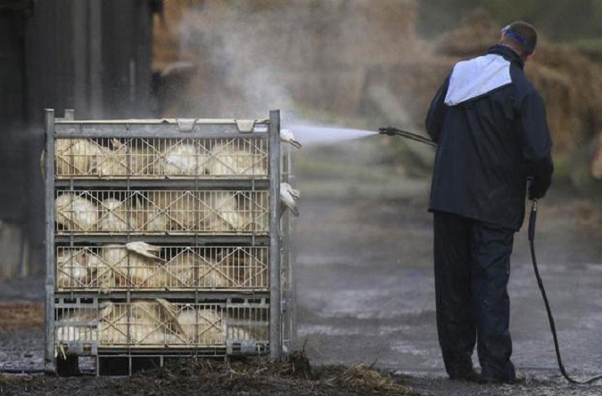«H5N8» سلالة «خطيرة» لإنفلونزا الطيور تجتاح مزارع أوروبا