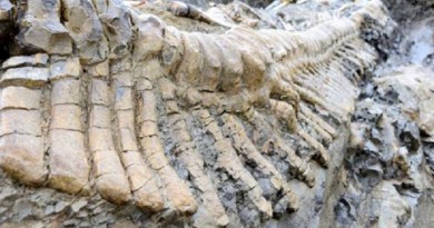 العثور على ذيل ديناصور محفوظ داخل قطعة كهرمان شمال ميانمار