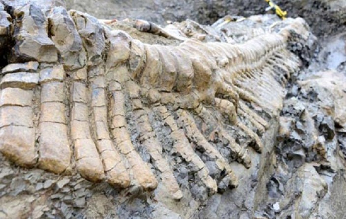 العثور على ذيل ديناصور محفوظ داخل قطعة كهرمان شمال ميانمار