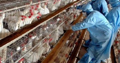 بؤرتان جديدتان لإنفلونزا الطيور في بريطانيا