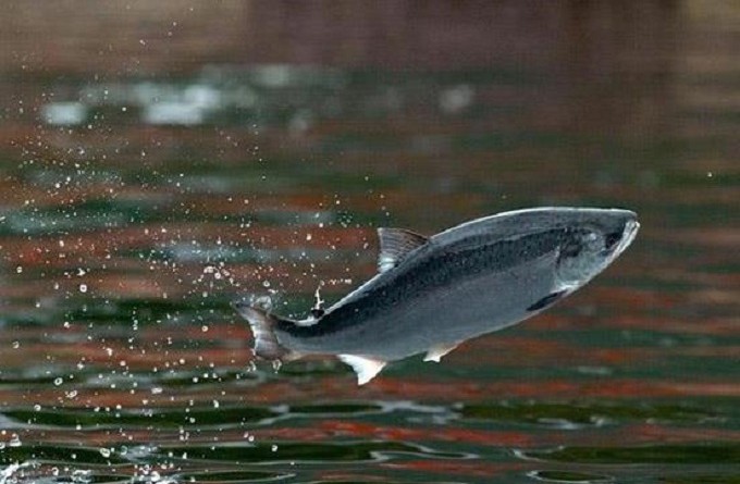 انتشار الطحالب في تشيلي يقتل 170 ألفا من أسماك السلمون