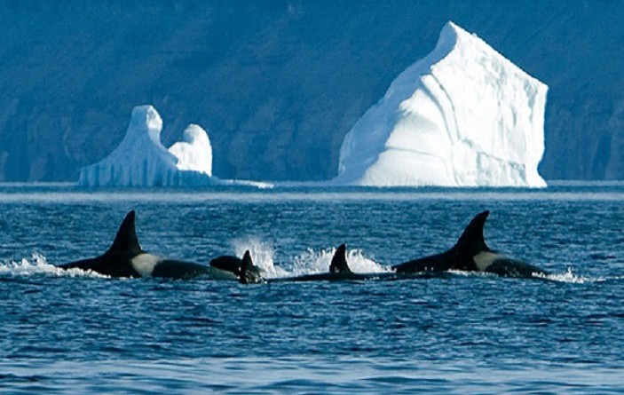 اكتمال عملية إنقاذ كبرى لمجموعة من الحيتان الجانحة في نيوزيلندا