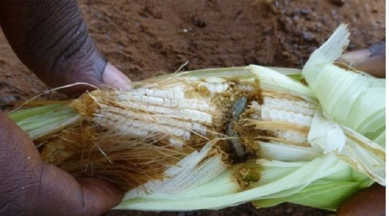 دودة الحشد "تهدد" المحاصيل الزراعية في أفريقيا