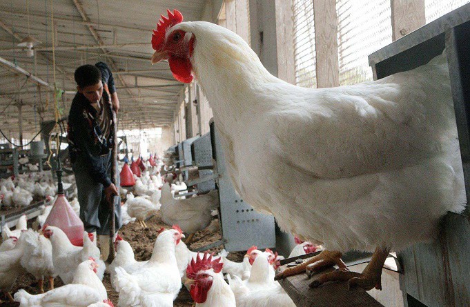 لماذا تنتشر إنفلونزا الطيور أكثر في الصين؟