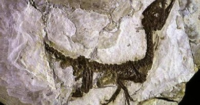 اكتشاف أقدم حفرية لزواحف بحرية منقرضة في كولومبيا