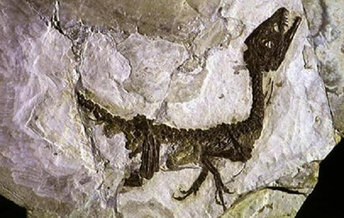 اكتشاف أقدم حفرية لزواحف بحرية منقرضة في كولومبيا