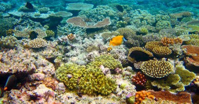 علماء: الحاجز المرجاني العظيم لن يعود لسابق عهده إطلاقا