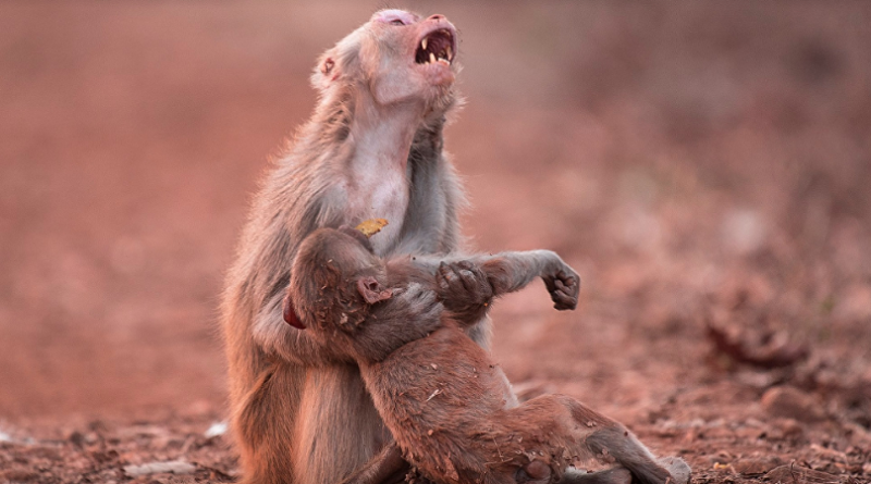 مصور هندي يوثق لحظة بكاء القرود بحسرة