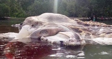 طولها 22 مترا.. جثة ضخمة لكائن "غامض" تثير الحيرة في إندونيسيا