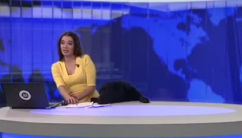 كلب يقتحم نشرة الأخبار ويفاجئ مذيعة روسية