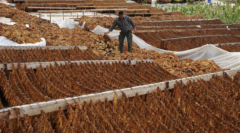 الصحة العالمية تحذر من العواقب البيئية لزراعة التبغ