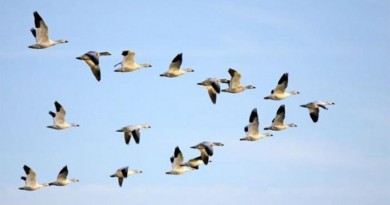 نفوق نحو 400 من الطيور المهاجرة اثر ارتطامها بناطحة سحاب في تكساس