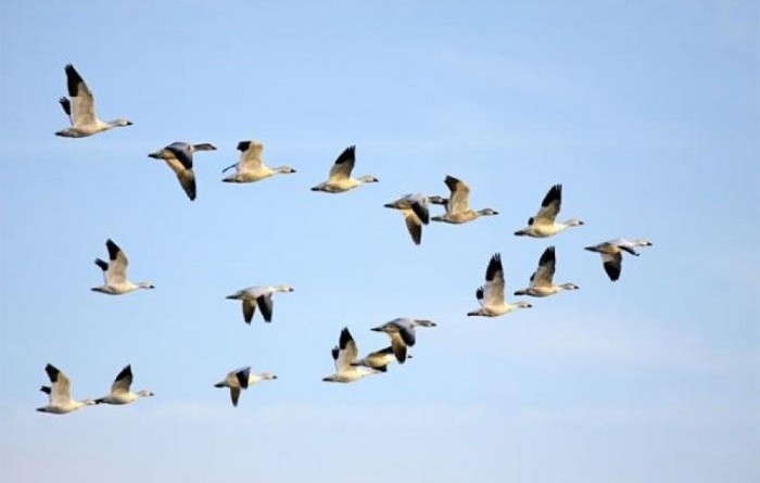 نفوق نحو 400 من الطيور المهاجرة اثر ارتطامها بناطحة سحاب في تكساس