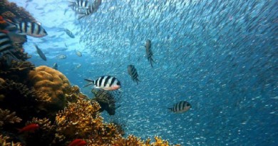 ارتفاع درجات الحرارة وحمضية البحر المتوسط يهددان كائنات بالانقراض