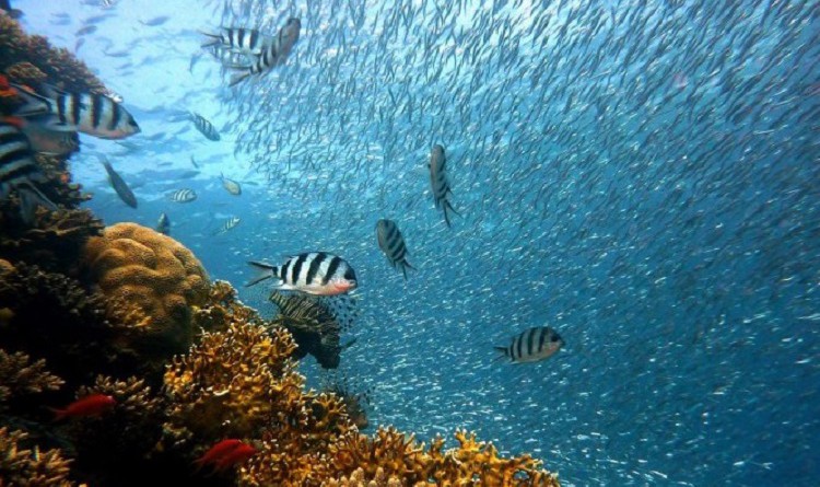 ارتفاع درجات الحرارة وحمضية البحر المتوسط يهددان كائنات بالانقراض