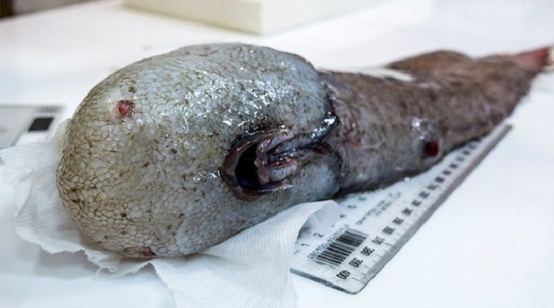 العثور على سمكة بلا وجه بعد اختفائها أكثر من مئة عام