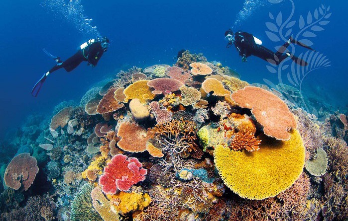 اليونسكو: على أستراليا فعل المزيد لحماية الحاجز المرجاني