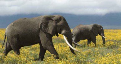 جمعية للرفق بالحيوان: السياحة في آسيا تعرض الأفيال لظروف قاسية