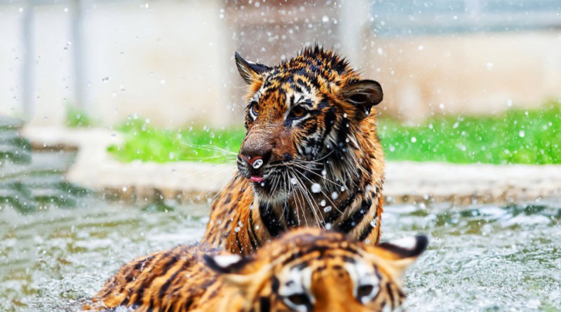 بالفيديو: النمور السيبيرية تحترف التصوير