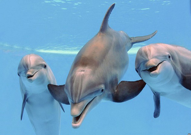 "حماية الحيوان" تطالب بوقف السباحة مع الدلافين