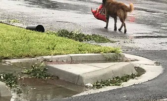 "كلب شجاع" أنقذ نفسه من إعصار تكساس!