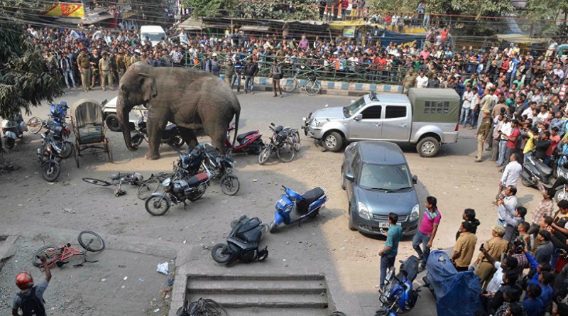 فيل يقتل 15 شخصًا في الهند