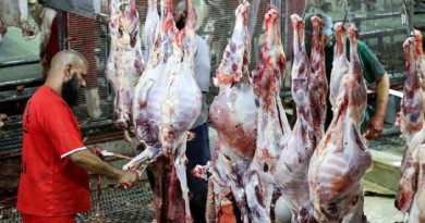 ذبح اكثر من 840 الف رأس غنم اضاحي موسم الحج