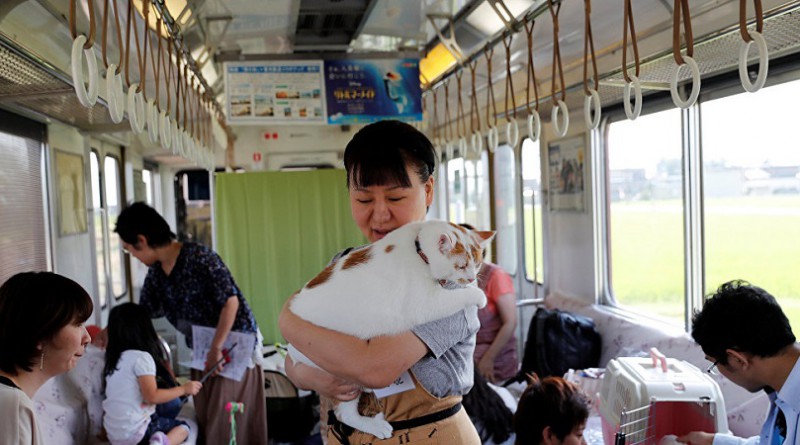 قطط تستقل قطار ركاب في اليابان لزيادة الوعي بمشكلة القطط الضالة