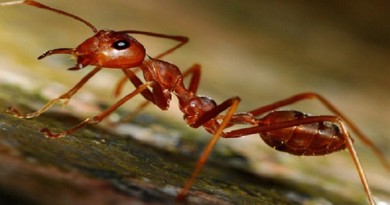 علماء أمريكيون يطورون علاجًا للصدفية من سُم "نمل النار"