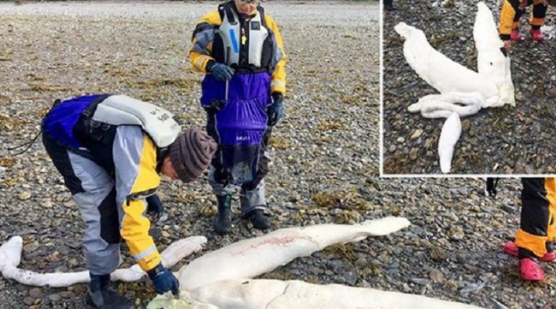 ظهور مخلوق غريب على شواطئ ألاسكا