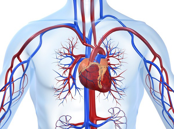 ما هي أمراض القلب وكيف تؤثر على الجسم؟