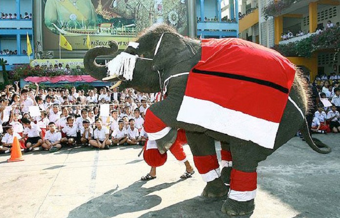 أفيال ترتدي زي بابا نويل تنشر بهجة عيد الميلاد في مدرسة تايلاندية