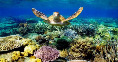 دراسة: ارتفاع حرارة المحيطات يجعل الإناث أغلبية بين سلاحف الحاجز المرجاني العظيم